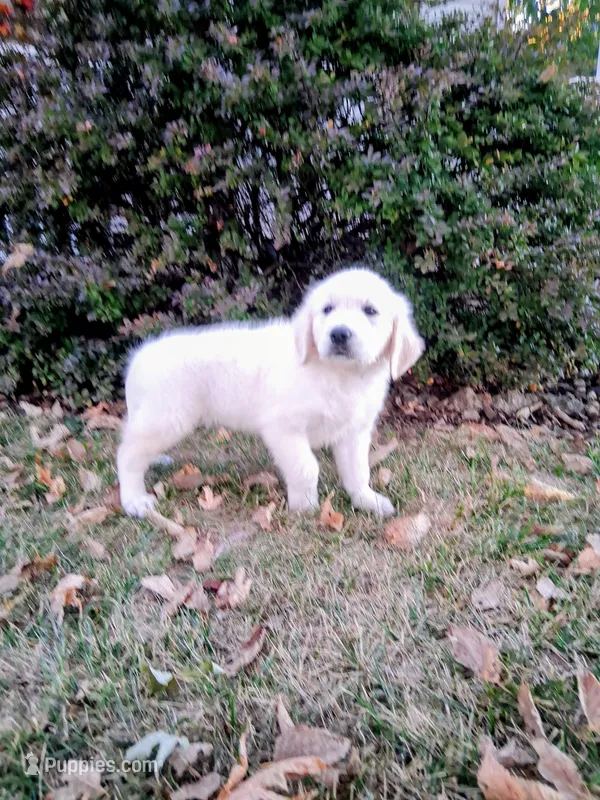 BELLA – Golden Retriever puppy for sale in Nokomis, IL