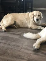 BELLA, a female Golden Retriever for sale in Nokomis, IL – 3 of 3