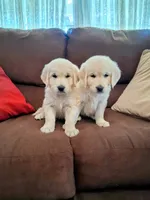 BELLA, a female Golden Retriever for sale in Nokomis, IL – 3 of 5