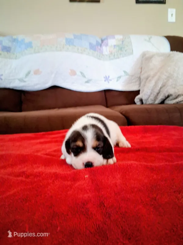 BETTY – Beagle puppy for sale in Nokomis, IL