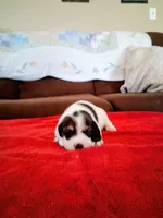 BETTY, a female Beagle for sale in Nokomis, IL – 1 of 2