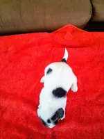 BETTY, a female Beagle for sale in Nokomis, IL – 2 of 2