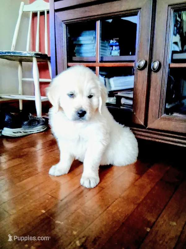 BELLA – Golden Retriever puppy for sale in Nokomis, IL
