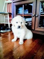 BELLA, a female Golden Retriever for sale in Nokomis, IL – 1 of 5