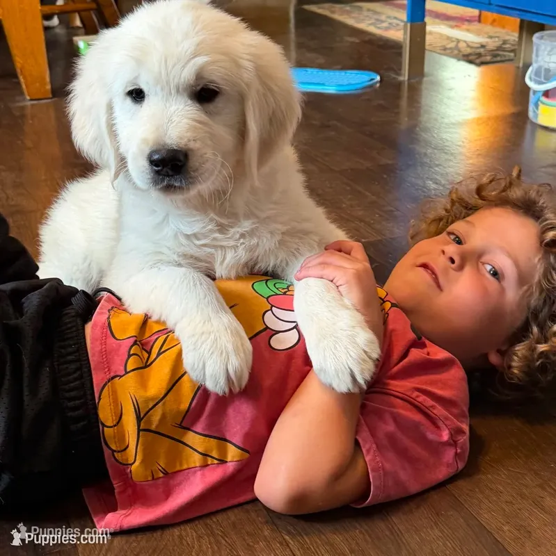 ELSA – Golden Retriever puppy for sale in Nokomis, IL