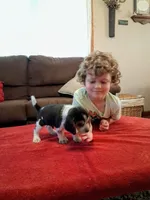 LITTLE BLUE, a male Beagle for sale in Nokomis, IL – 2 of 6
