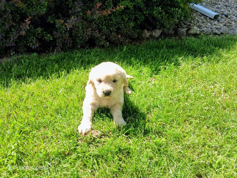 BELLA – Golden Retriever puppy for sale in Nokomis, IL