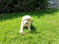 BELLA, a female Golden Retriever for sale in Nokomis, IL – 1 of 3
