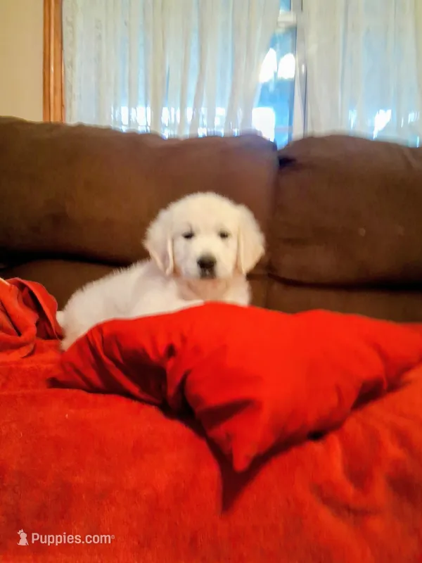 JONAH – Golden Retriever puppy for sale in Nokomis, IL