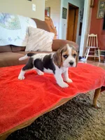 MOLLY, a female Beagle for sale in Nokomis, IL – 2 of 5