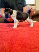 LITTLE BLUE, a male Beagle for sale in Nokomis, IL – 4 of 6