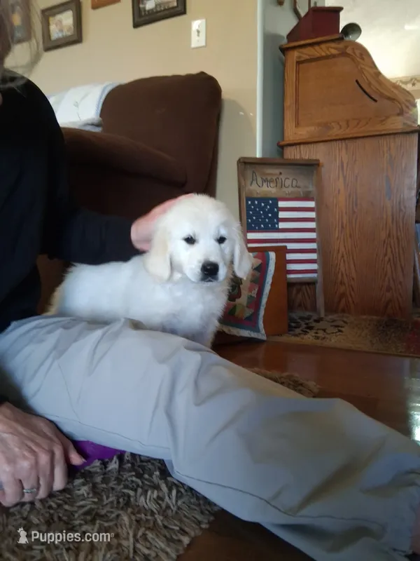 BELLA – Golden Retriever puppy for sale in Nokomis, IL