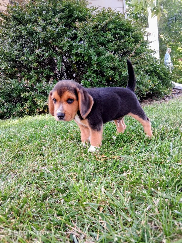 JONAH – Beagle puppy for sale in Nokomis, IL