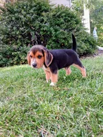JONAH, a male Beagle for sale in Nokomis, IL – 1 of 5