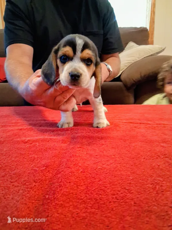 LITTLE BLUE – Beagle puppy for sale in Nokomis, IL