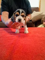 LITTLE BLUE, a male Beagle for sale in Nokomis, IL – 1 of 6