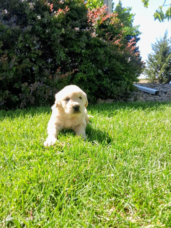 JONAH – Golden Retriever puppy for sale in Nokomis, IL