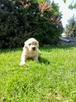 JONAH, a male Golden Retriever for sale in Nokomis, IL – 1 of 3