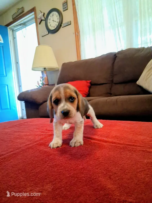 BELLA – Beagle puppy for sale in Nokomis, IL