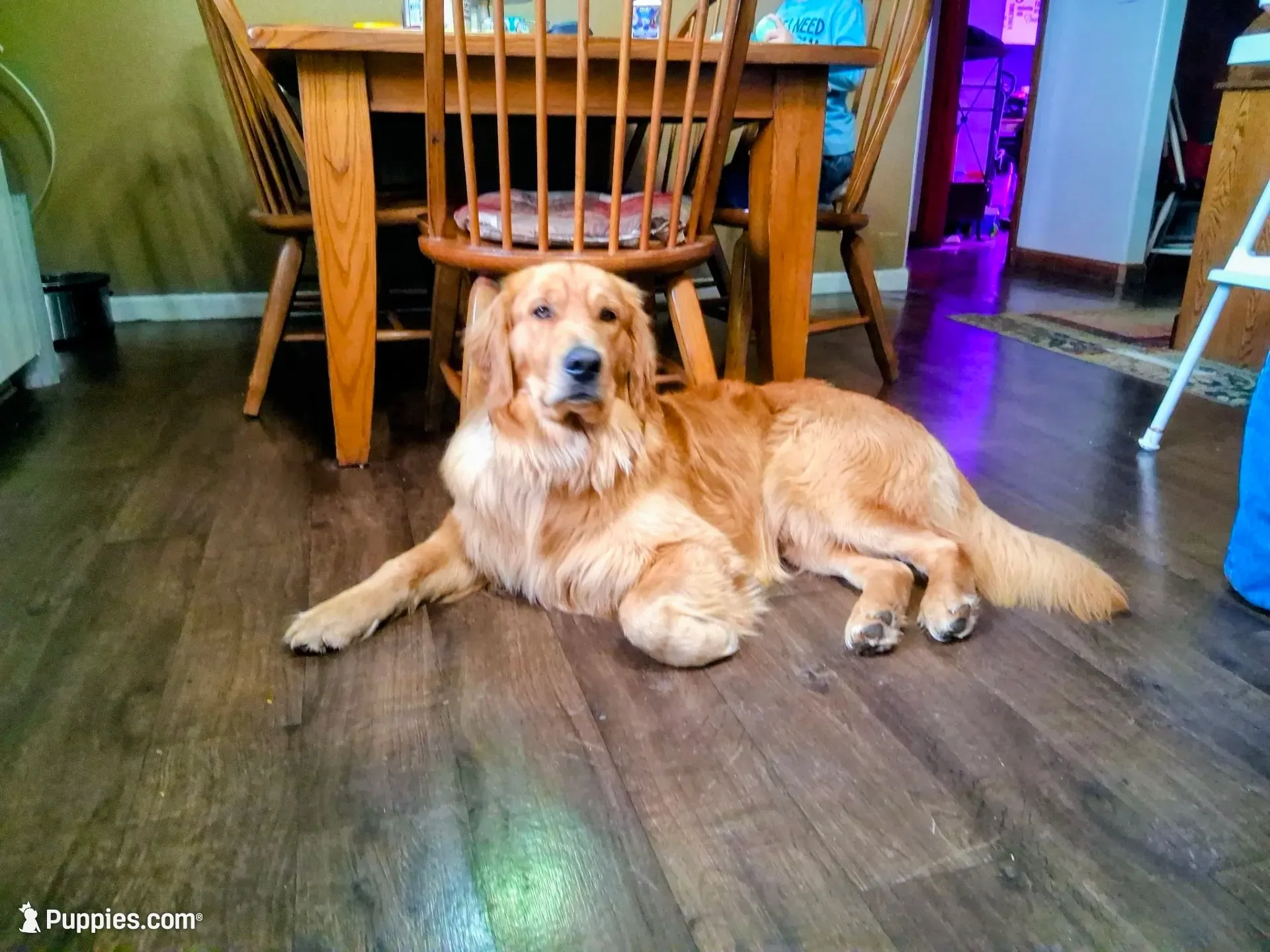 BELLA, a female Golden Retriever for sale in Nokomis, IL – 5 of 5