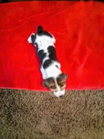 MOLLY, a female Beagle for sale in Nokomis, IL – 3 of 5