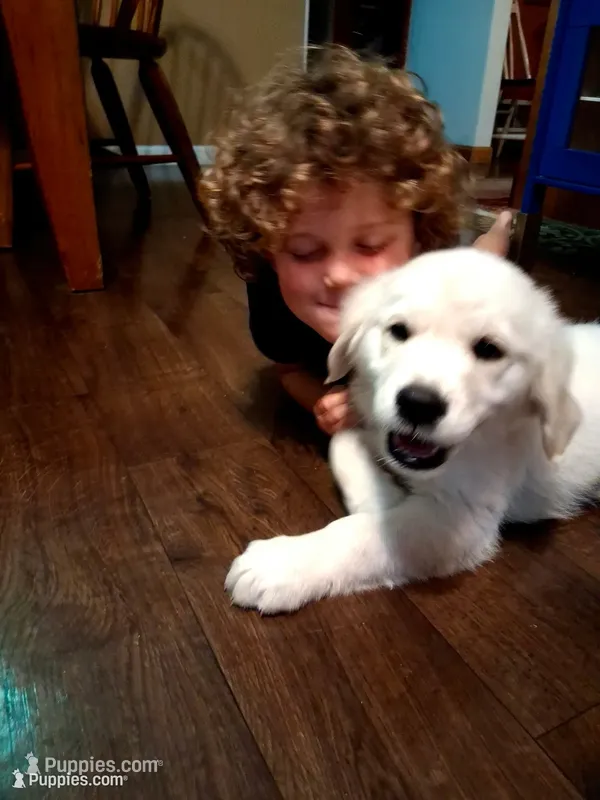 ELSA – Golden Retriever puppy for sale in Nokomis, IL