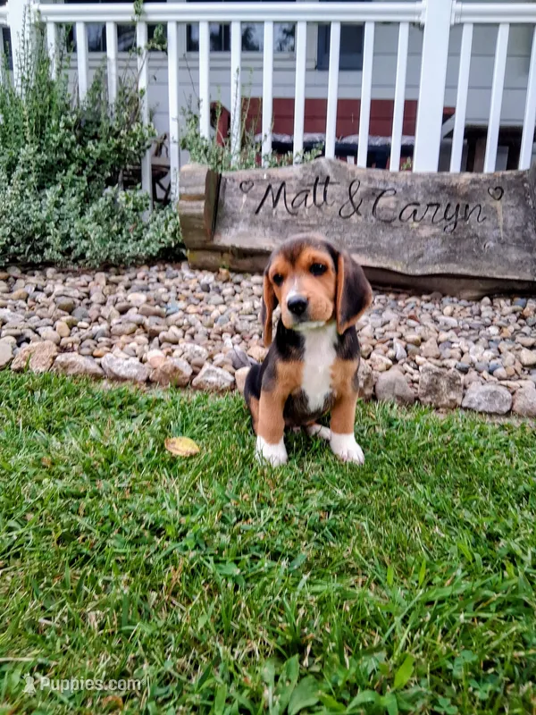 LITTLE JOE – Beagle puppy for sale in Nokomis, IL