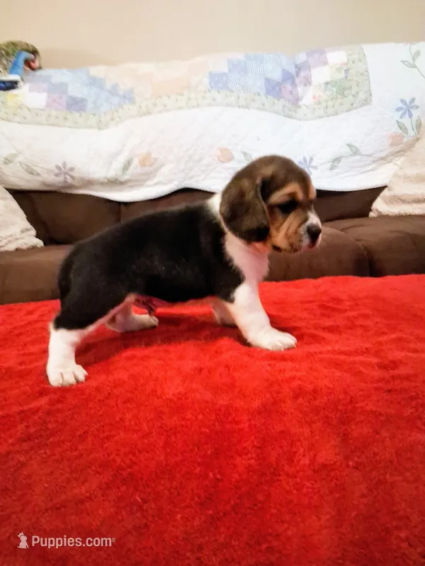 UNO – Beagle puppy for sale in Nokomis, IL