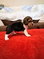 UNO, a male Beagle for sale in Nokomis, IL – 1 of 3