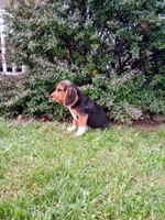 LITTLE JOE, a male Beagle for sale in Nokomis, IL – 6 of 8