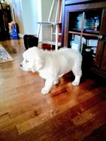 BELLA, a female Golden Retriever for sale in Nokomis, IL – 2 of 5