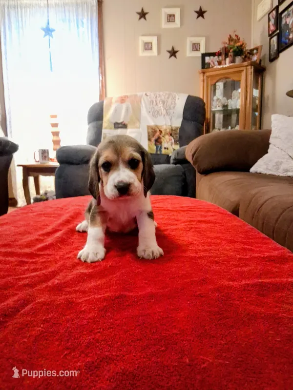 DOLLY – Beagle puppy for sale in Nokomis, IL