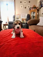 DOLLY, a female Beagle for sale in Nokomis, IL – 2 of 4