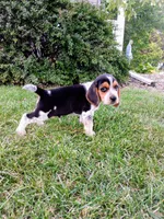 BLUEY, a male Beagle for sale in Nokomis, IL – 4 of 6