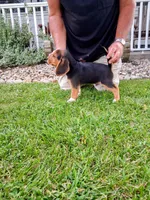 LITTLE JOE, a male Beagle for sale in Nokomis, IL – 7 of 8