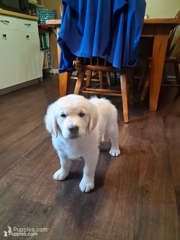 ELSA – Golden Retriever puppy for sale in Nokomis, IL