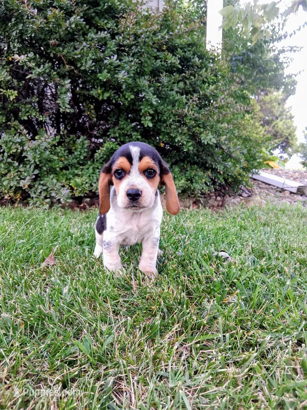BLUEY – Beagle puppy for sale in Nokomis, IL