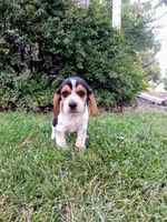 BLUEY, a male Beagle for sale in Nokomis, IL – 2 of 6