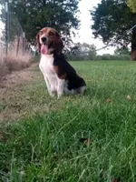 JONAH, a male Beagle for sale in Nokomis, IL – 5 of 5
