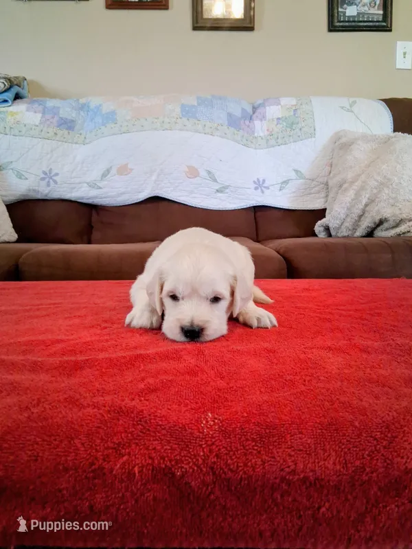 BELLA – Golden Retriever puppy for sale in Nokomis, IL