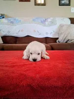 BELLA, a female Golden Retriever for sale in Nokomis, IL – 1 of 3