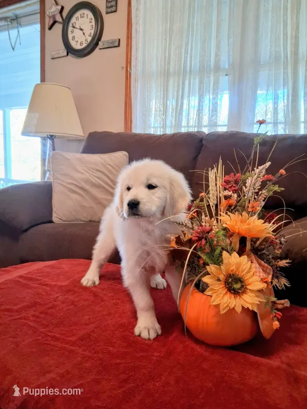 BELLA – Golden Retriever puppy for sale in Nokomis, IL