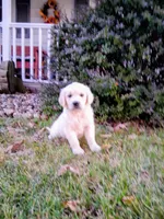 JONAH, a male Golden Retriever for sale in Nokomis, IL – 1 of 1