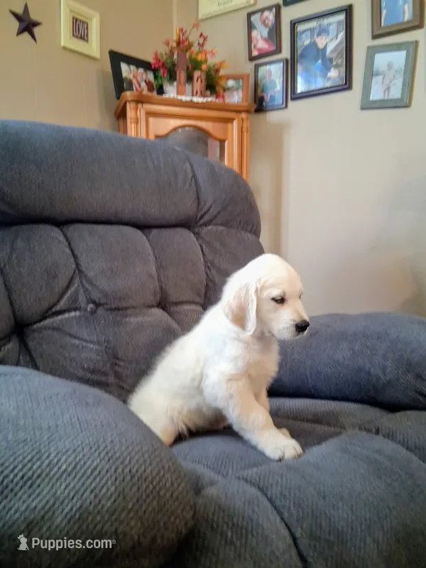 JONAH – Golden Retriever puppy for sale in Nokomis, IL