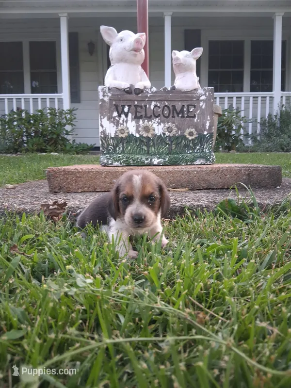BELLA – Beagle puppy for sale in Nokomis, IL