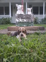 BELLA, a female Beagle for sale in Nokomis, IL – 1 of 3