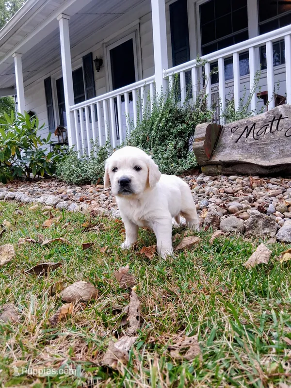 BELLA – Golden Retriever puppy for sale in Nokomis, IL