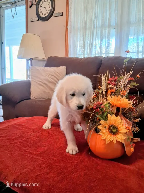 JONAH – Golden Retriever puppy for sale in Nokomis, IL