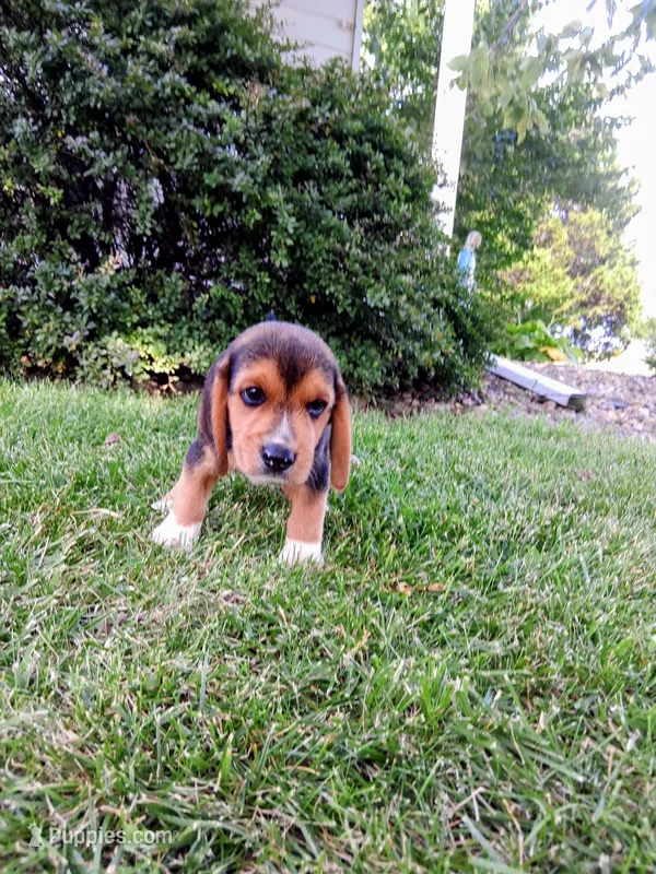 JONAH – Beagle puppy for sale in Nokomis, IL