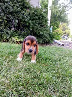 JONAH, a male Beagle for sale in Nokomis, IL – 3 of 5
